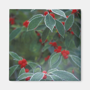 Nordamerika, Vereinigte Staaten, Neuengland. Holly Magnet