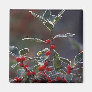 Nordamerika, Vereinigte Staaten, Neuengland. Holly Magnet