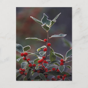 Nordamerika, Vereinigte Staaten, Neuengland. Holly Postkarte