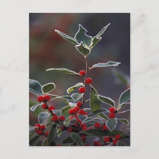 Nordamerika, Vereinigte Staaten, Neuengland. Holly Postkarte (Vorderseite)