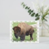 Nordamerikanische Bison-Postkarte Postkarte (Stehend Vorderseite)