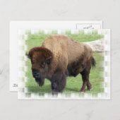 Nordamerikanische Bison-Postkarte Postkarte (Vorne/Hinten)