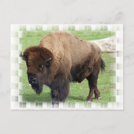 Nordamerikanische Bison-Postkarte Postkarte (Vorderseite)