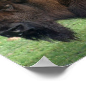 Nordamerikanische Bison Print Poster (Ecke)