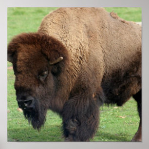 Nordamerikanische Bison Print Poster
