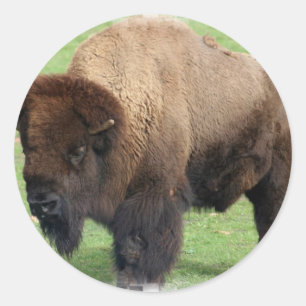 Nordamerikanische Bison Stickers