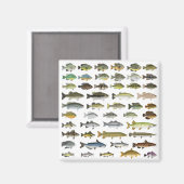 Nordamerikanische Fisch-Gruppe Magnet (Vorderseite/Rückseite)