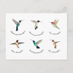 Nordamerikanische Hummingvögel Postkarte