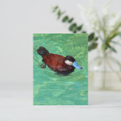 Nordamerikanische Ruddy Duck III Postkarte (Stehend Vorderseite)
