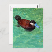 Nordamerikanische Ruddy Duck III Postkarte (Vorne/Hinten)