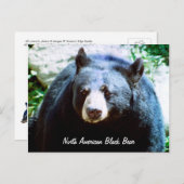 Nordamerikanische Schwarzbär-Postkarte Postkarte (Vorne/Hinten)
