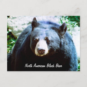 Nordamerikanische Schwarzbär-Postkarte Postkarte
