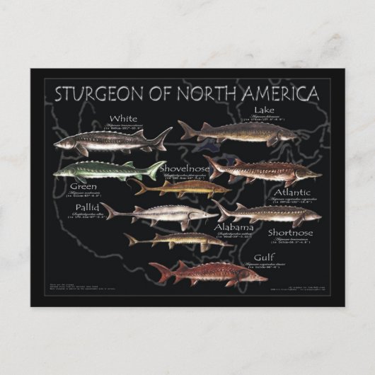 Nordamerikanische Sturgeon-Black-Poster-Postkarte Postkarte (Vorderseite)