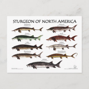 Nordamerikanische Sturgeon-White-Poster-Postkarte Postkarte