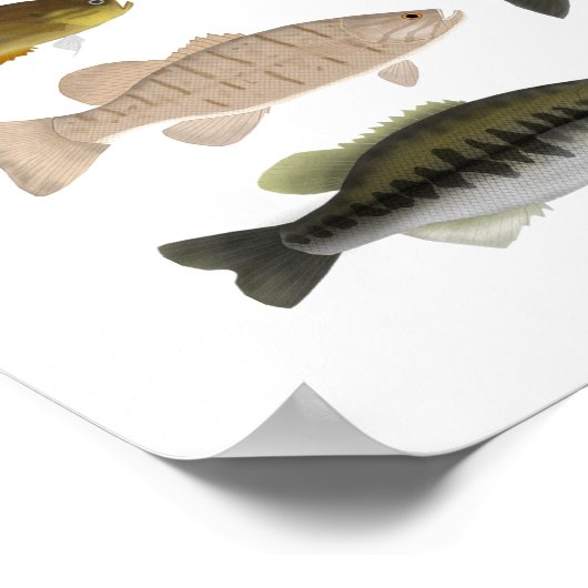 Nordamerikanische Sunfish Gruppe Poster (Ecke)