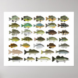 Nordamerikanische Sunfish Gruppe Poster