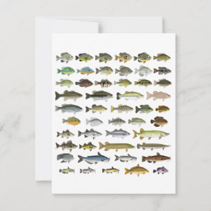 Nordamerikanische Süßwasserfischgruppe