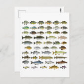 Nordamerikanische Süßwasserfischgruppe Postkarte (Vorne/Hinten)