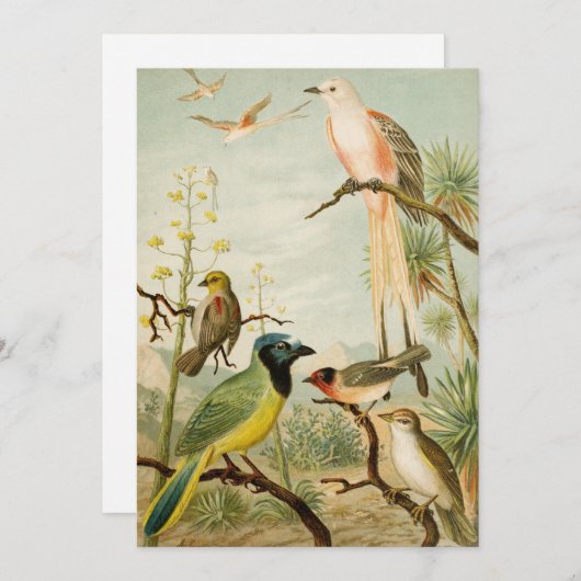 Nordamerikanische Vögel | Anton Goering (Vorne/Hinten)