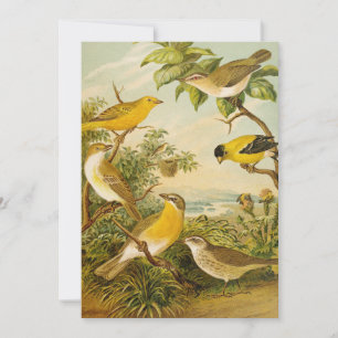 Nordamerikanische Vögel   Anton Goering