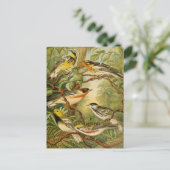 Nordamerikanische Vögel | Anton Goering Postcard Postkarte (Stehend Vorderseite)