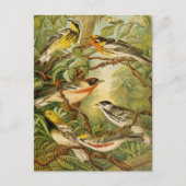 Nordamerikanische Vögel | Anton Goering Postcard Postkarte (Vorderseite)