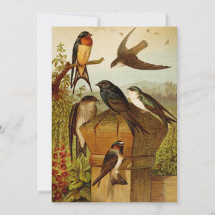 Nordamerikanische Vögel   Gustav Mü tzel