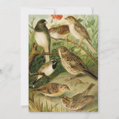 Nordamerikanische Vögel | Gustav Mü tzel (Vorderseite)