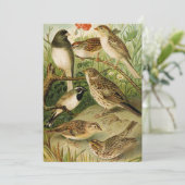 Nordamerikanische Vögel | Gustav Mü tzel (Stehend Vorderseite)