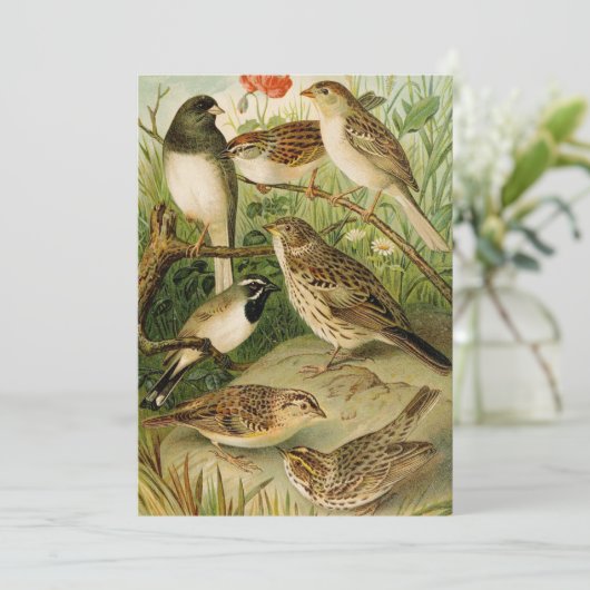 Nordamerikanische Vögel | Gustav Mü tzel (Stehend Vorderseite)