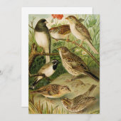 Nordamerikanische Vögel | Gustav Mü tzel (Vorne/Hinten)