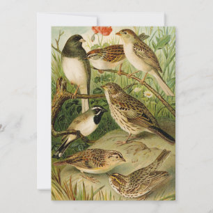 Nordamerikanische Vögel   Gustav Mü tzel