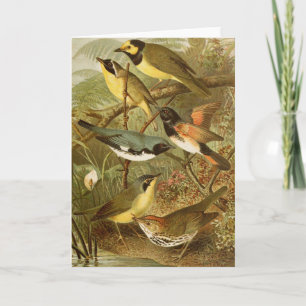 Nordamerikanische Vögel Gustav Mü tzel Karte