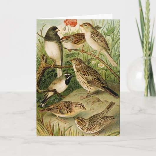 Nordamerikanische Vögel | Gustav Mü tzel Karte (Vorderseite)