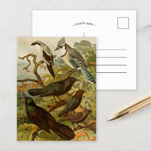 Nordamerikanische Vögel   Gustav Mü tzel Postcard Postkarte