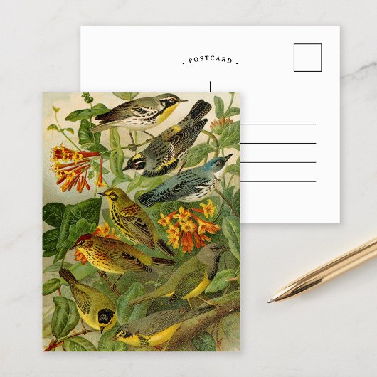 Nordamerikanische Vögel | Gustav Mü tzel Postcard Postkarte
