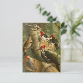 Nordamerikanische Vögel | Gustav Mü tzel Postcard Postkarte (Stehend Vorderseite)