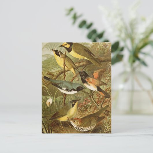 Nordamerikanische Vögel | Gustav Mü tzel Postcard Postkarte (Stehend Vorderseite)