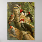 Nordamerikanische Vögel | Gustav Mü tzel Poster (Vorne)