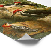 Nordamerikanische Vögel | Gustav Mü tzel Poster (Ecke)