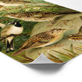 Nordamerikanische Vögel | Gustav Mü tzel Poster (Ecke)