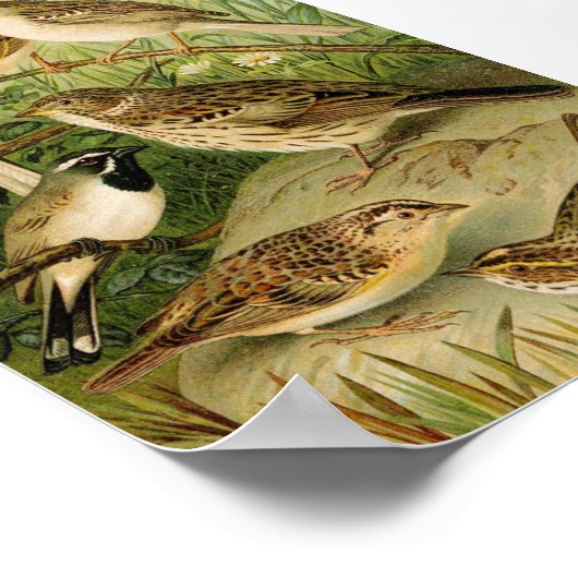 Nordamerikanische Vögel | Gustav Mü tzel Poster (Ecke)
