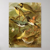 Nordamerikanische Vögel | Gustav Mü tzel Poster (Vorne)