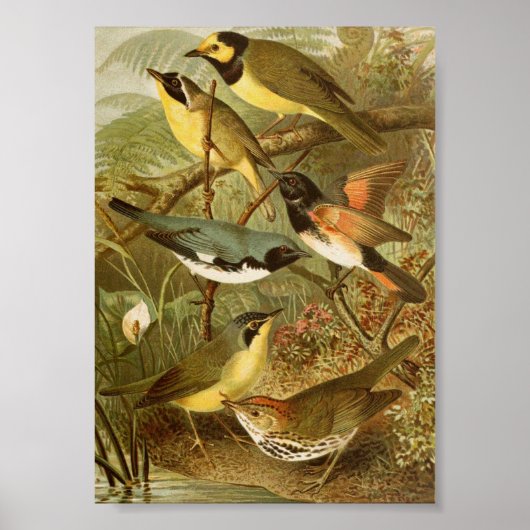 Nordamerikanische Vögel | Gustav Mü tzel Poster (Vorne)