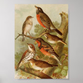 Nordamerikanische Vögel | Gustav Mü tzel Poster (Vorne)