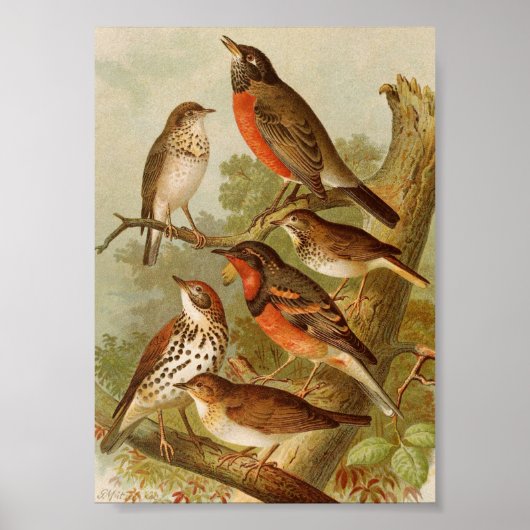 Nordamerikanische Vögel | Gustav Mü tzel Poster (Vorne)