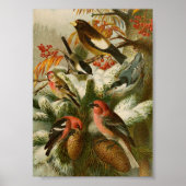 Nordamerikanische Vögel | Gustav Mü tzel Poster (Vorne)