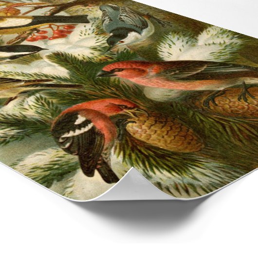 Nordamerikanische Vögel | Gustav Mü tzel Poster (Ecke)