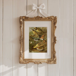 Nordamerikanische Vögel Gustav Mü tzel Poster