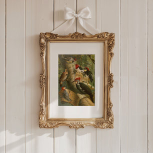 Nordamerikanische Vögel   Gustav Mü tzel Poster